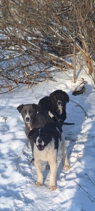 Щеночки в хорошие руки