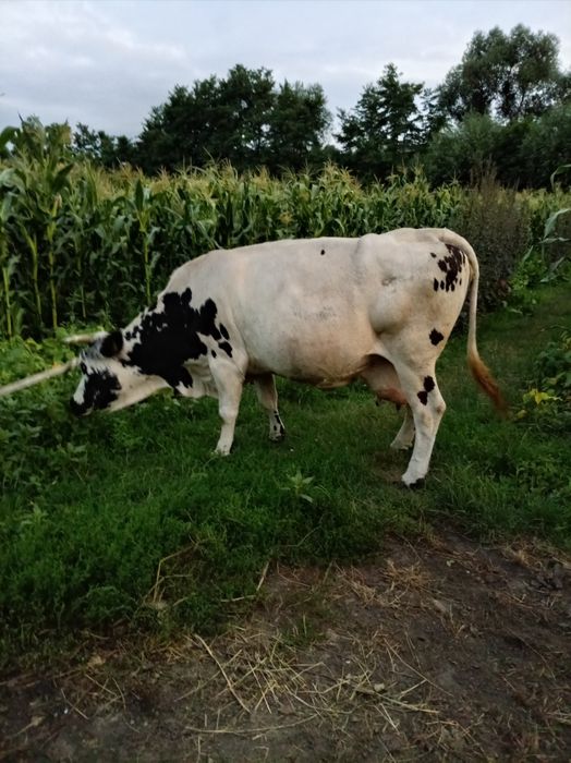 Vând vacă carne/ lapte