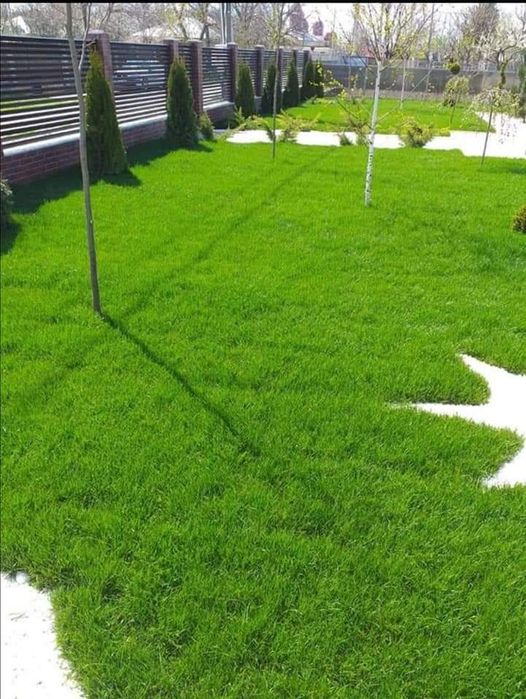 Vindem plante ornamentale