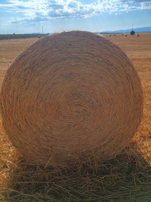 Рулонни бали ПРОСО със зърното