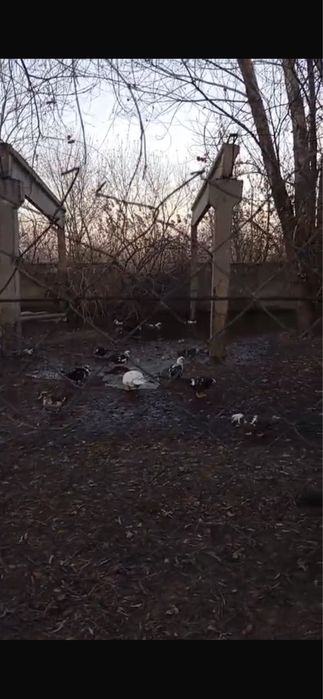 продаются индоутки