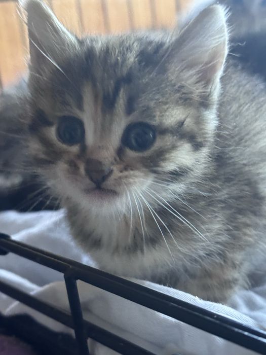 Отдам котёнка бесплатно