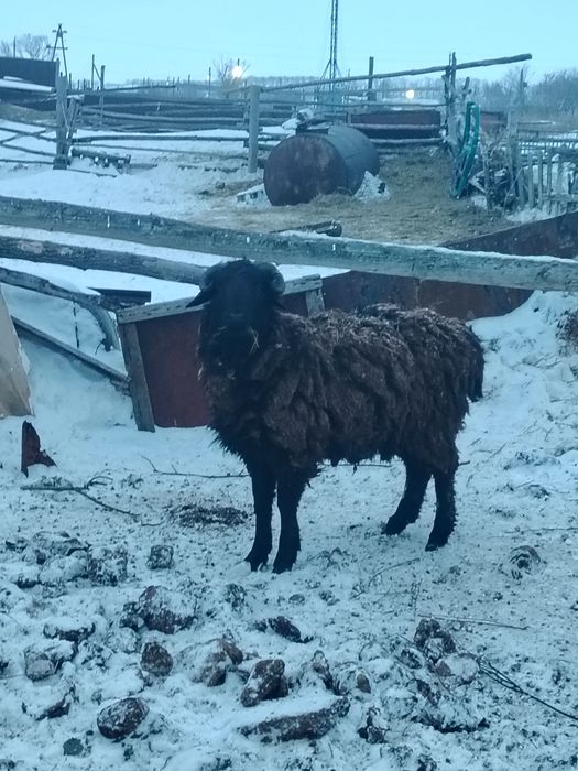 Продам два кошкар или на сдачу