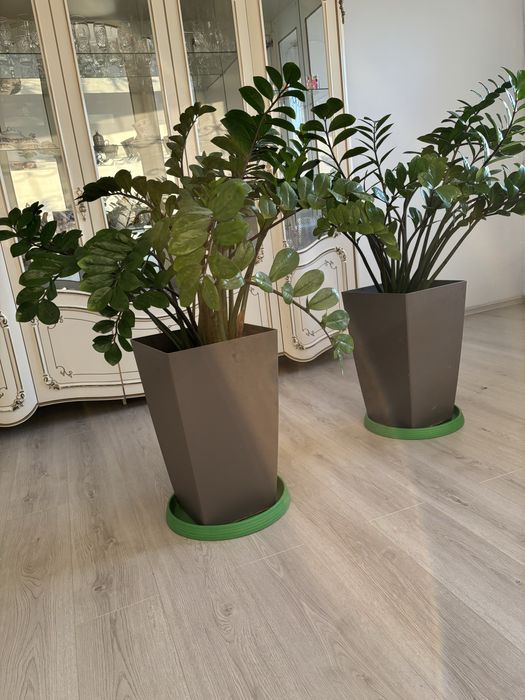 Большие (для офиса, дома) напольные цветы (замиокулькас,фикус, лилия)