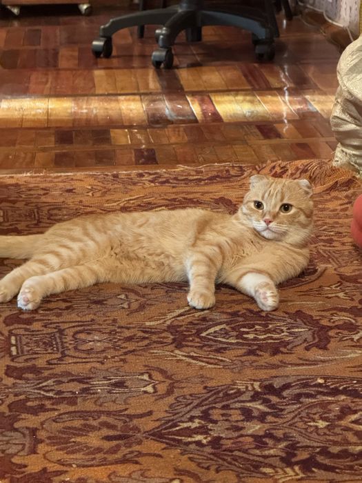 Рыжий кот (1-годик)