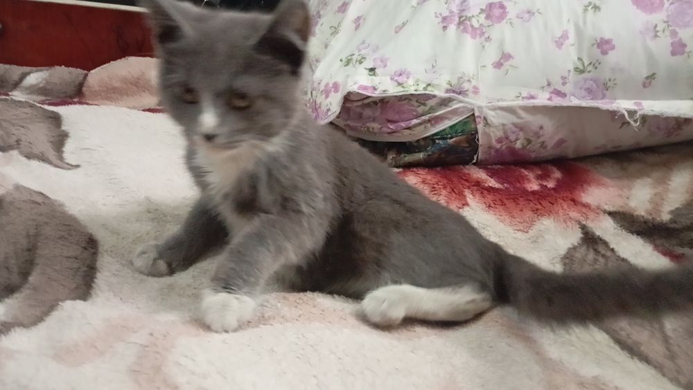 Отдам котят в добрые руки