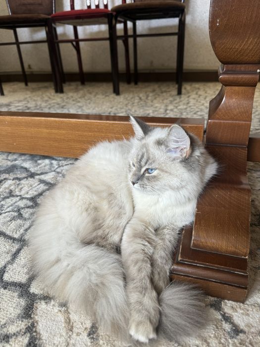 Бесплатно ,Кошка,мысык,котенок