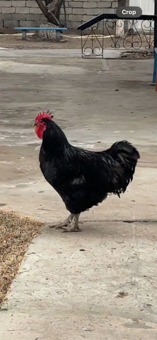 Джерсийский гигант