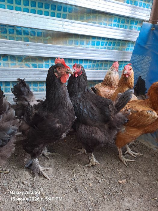 Продам домашних кур