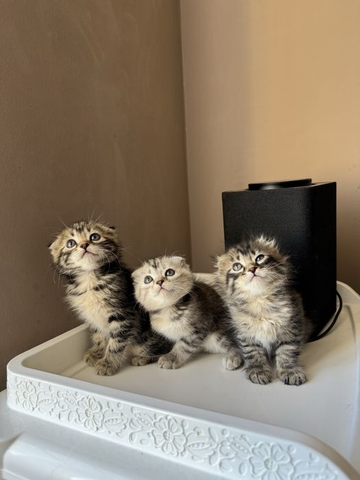 Котята породистые