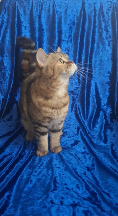 Котята Продам девочку шотландскую скотиш страйт,