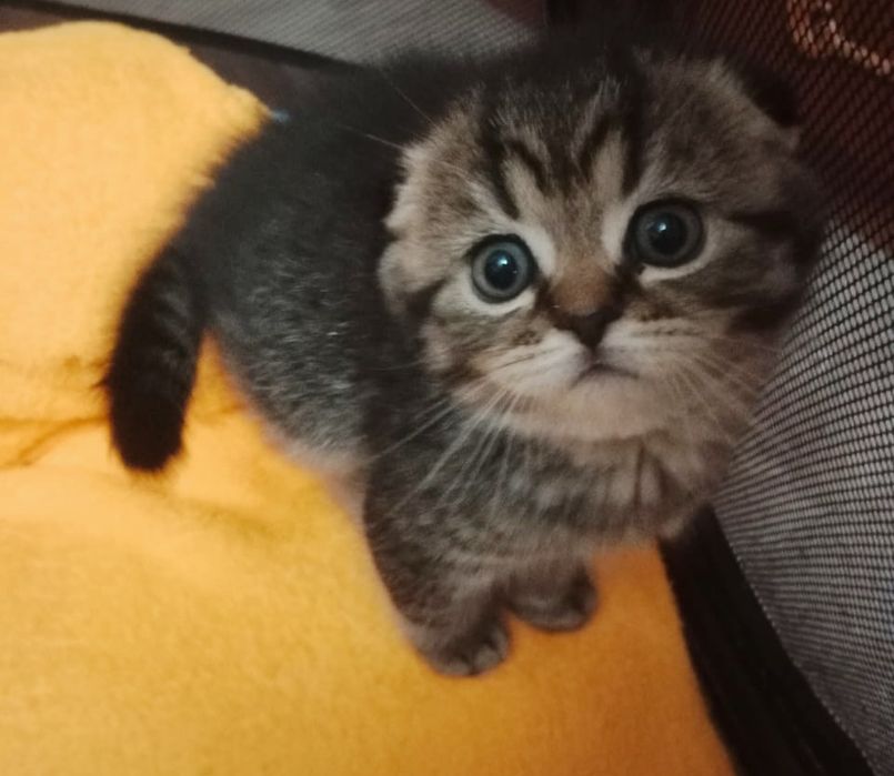 ШоТлаНдские КотЯта..