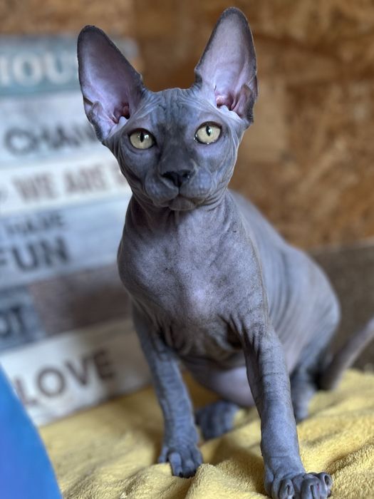 Sphynx Canadian pedigree si teste