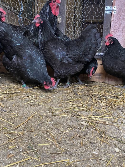 Ouă Australorp Negru și Wyandotte Argintiu