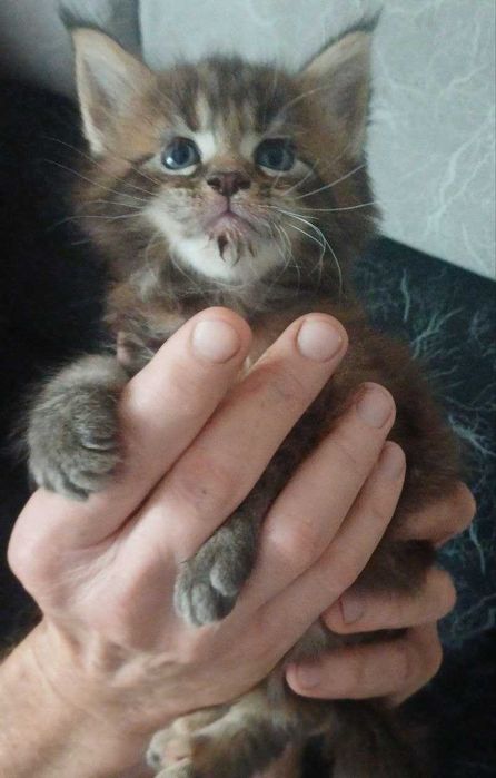 Котята мейн-куны в Алматы