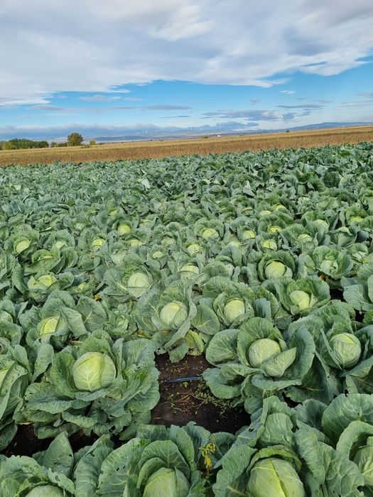 Varza Soiul Landini F1 ‼️Angro‼️