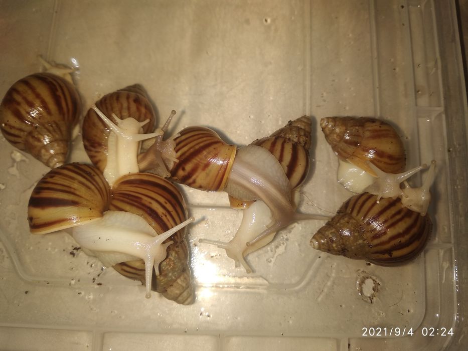 Улитки ахатина африканские