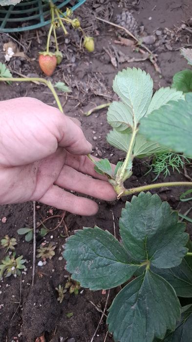 Зем клубника Купчиха