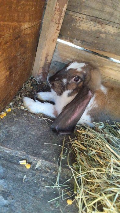 Iepure berbec german