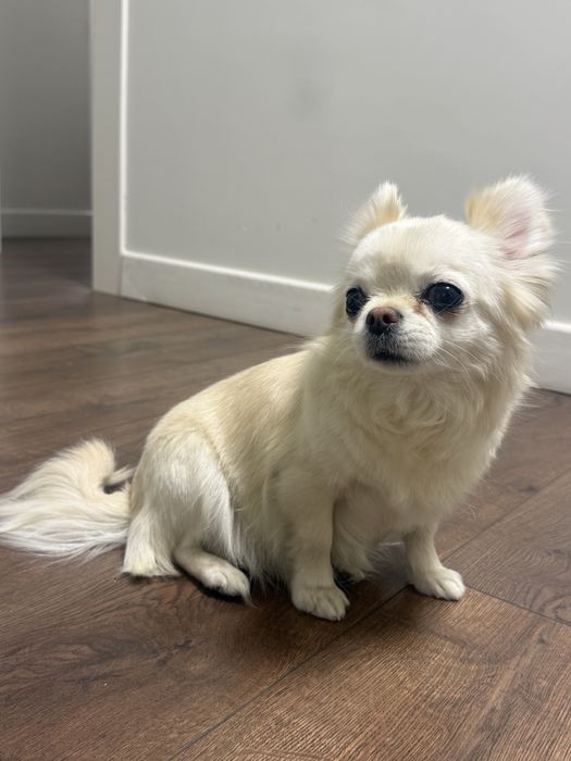 Чихуахуа Длинношерстная