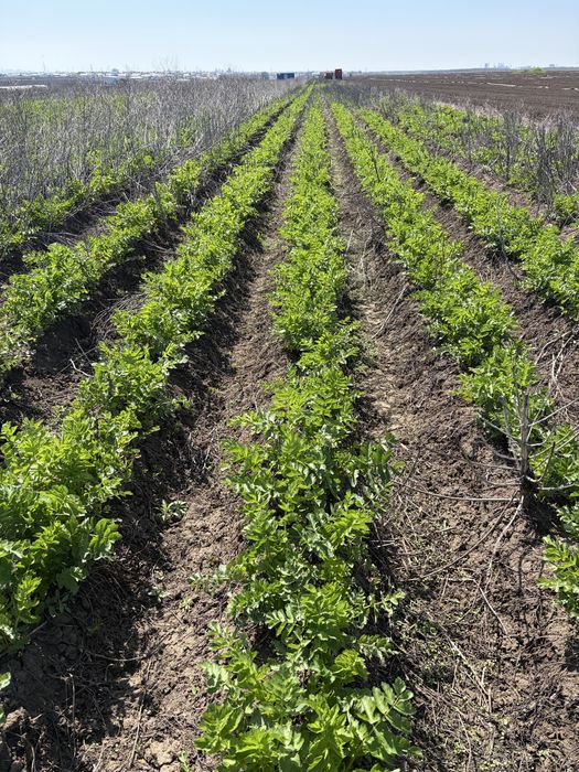 Vand pastarnac recoltat 2026