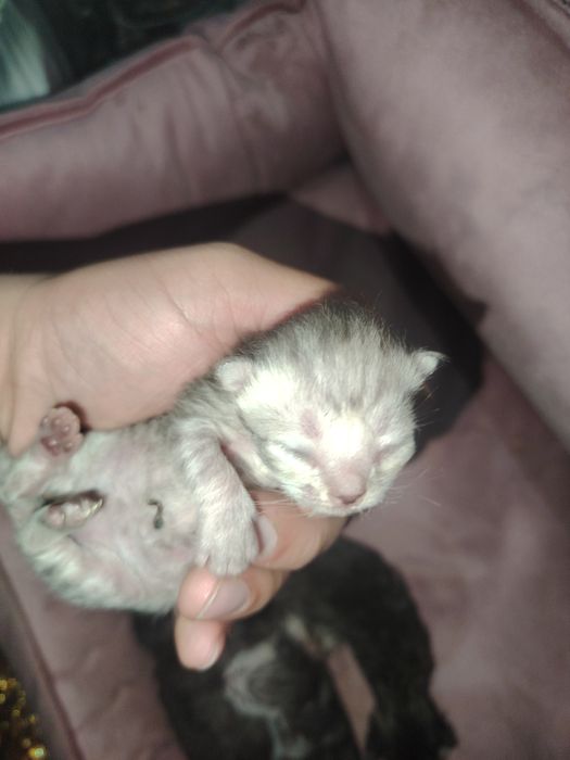 Шотландский скотч холд