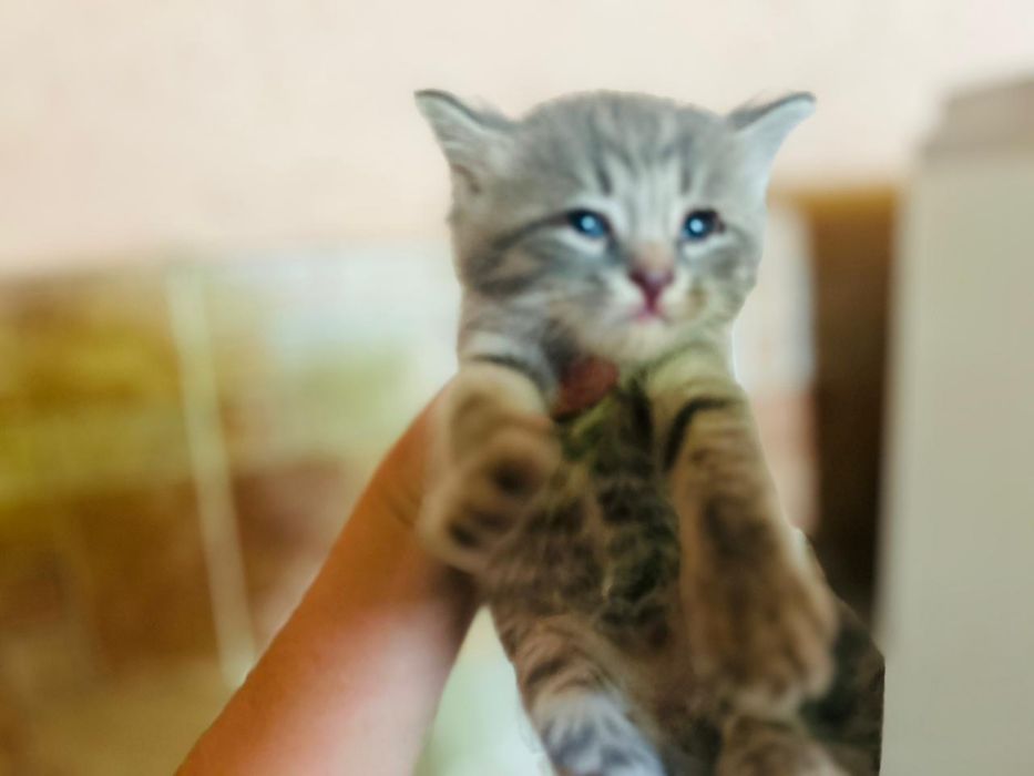 Отдам котят в добрые руки