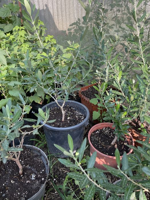 Саженцы качество сто процентов