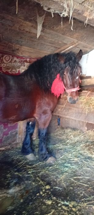 Vând mânz cuminte de 3 ani