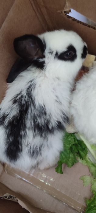 Крольчата черно белые