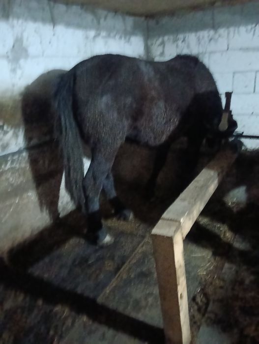 Vând mânză foarte cuminte!