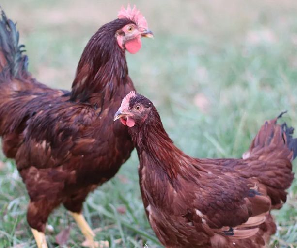 Ouă pentru incubat gaini rase mari