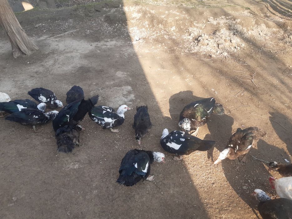 Undiotkalar sotiladi