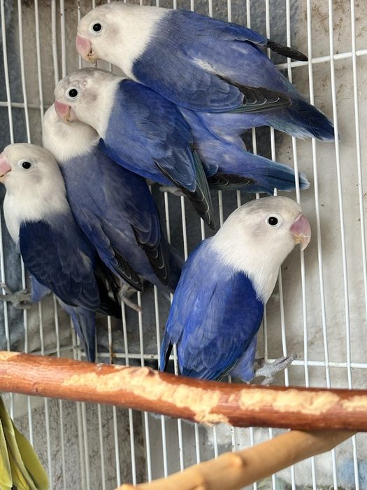 Фиолетовые неразлучники