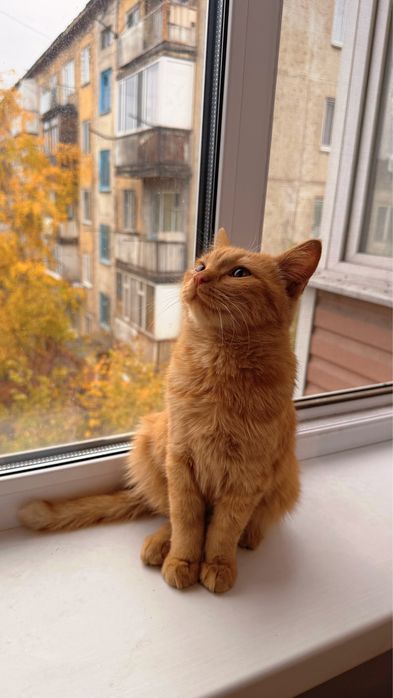 Котёнок, 1 год, мальчик, бесплатно