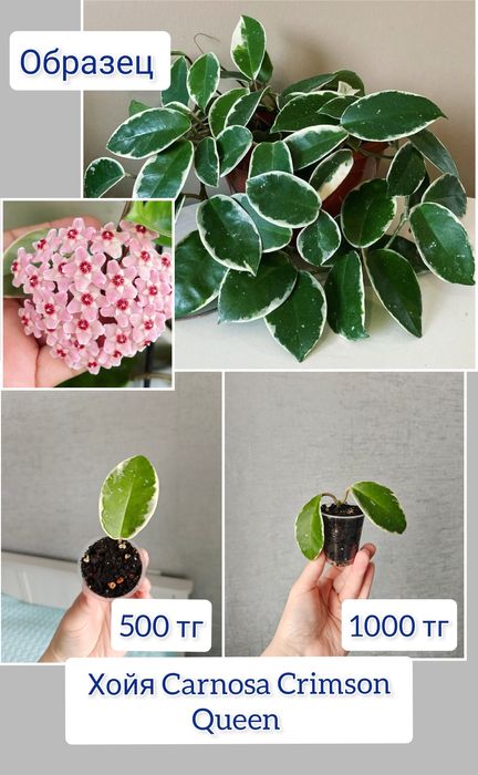 Хойя разные сорта комнатные цветы