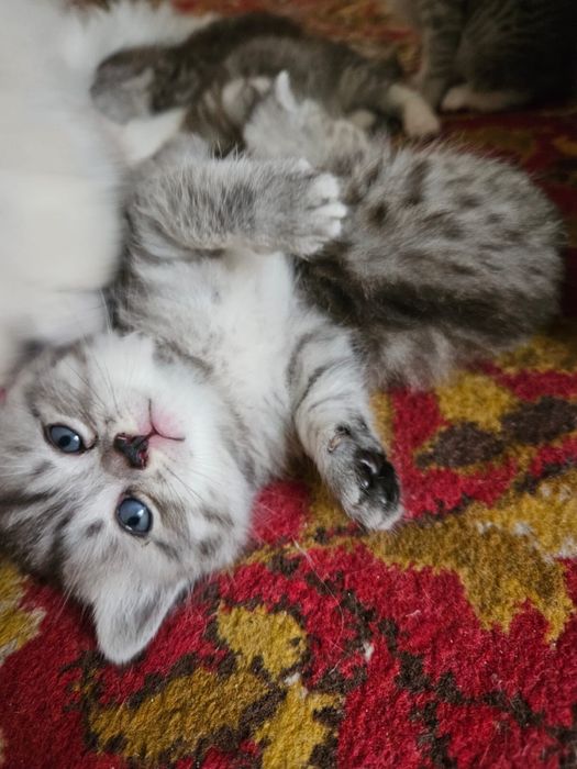 Котята персы отдам в добрые руки