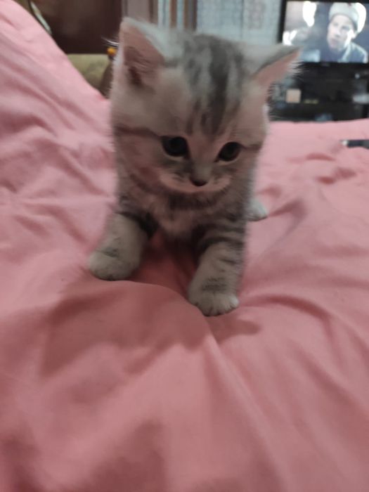 Котенок мальчик продается