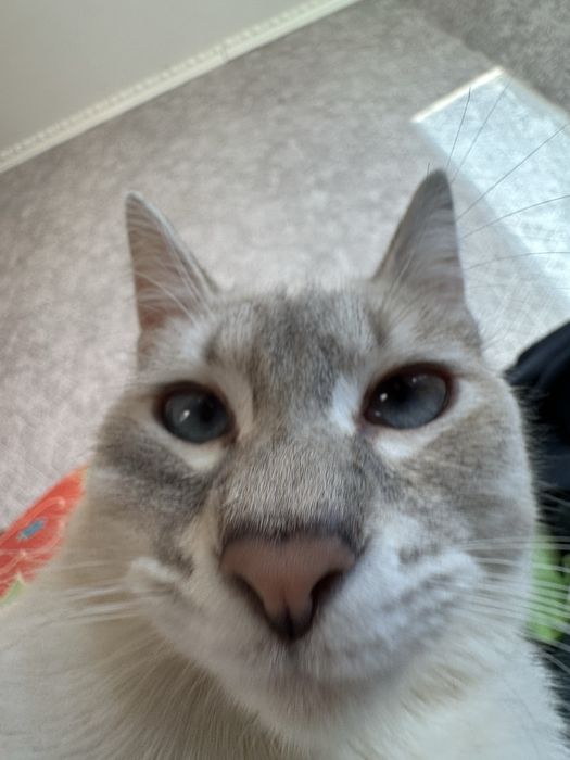 Отдам в хорошие руки