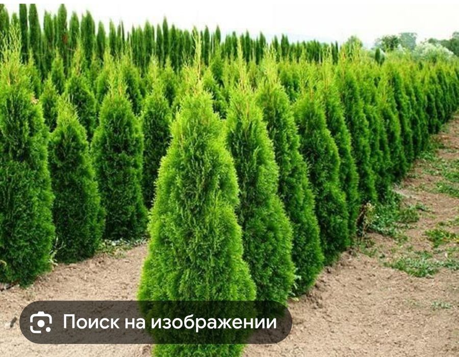 Туи смарагт недорого