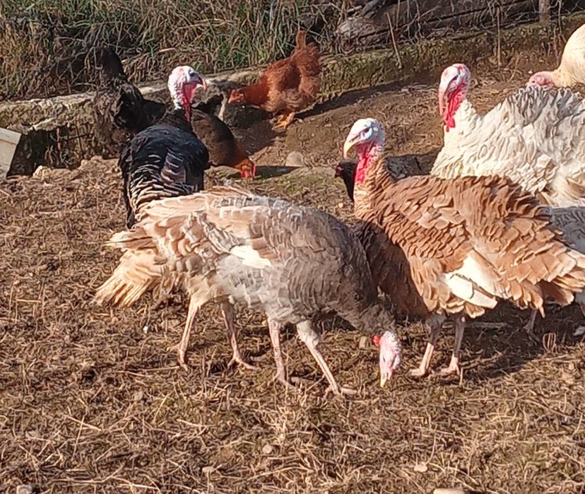 Vând curcani de casă