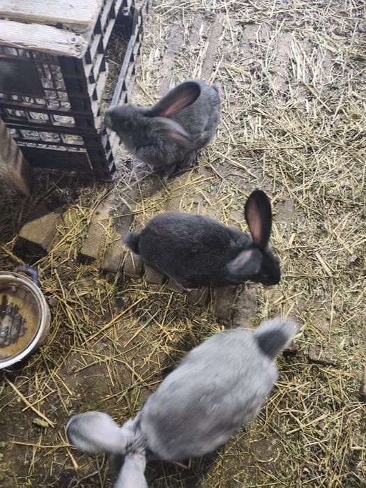 Iepuri Uriaș german