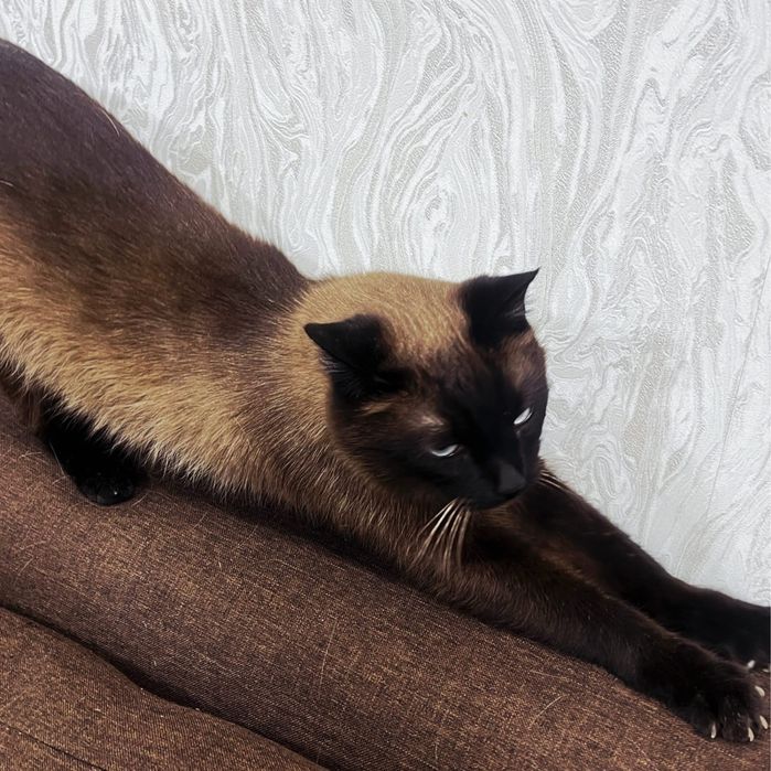 Котик Сэм ищет дом
