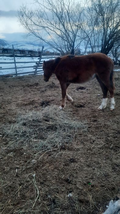 Жеребёнок 10айлык