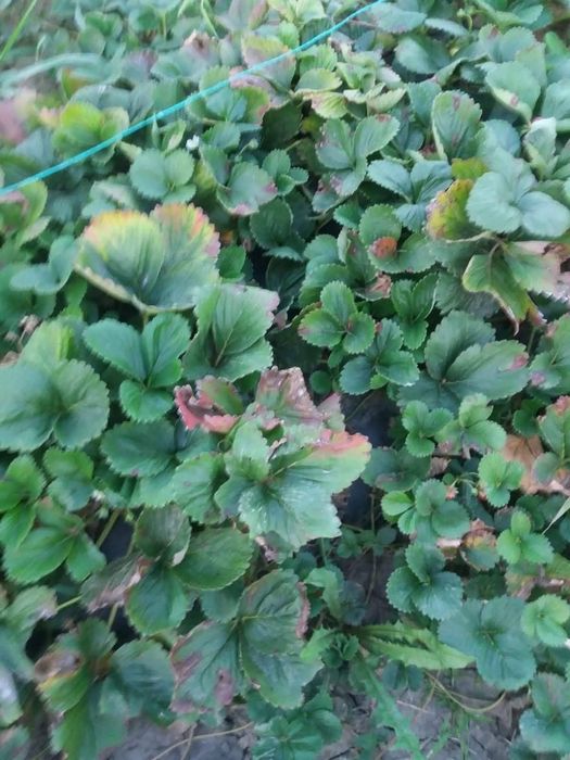 Stoloni căpșuni albion