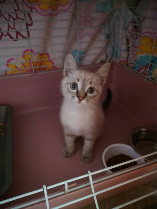 Котёнок в добрые руки