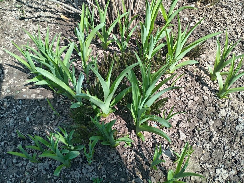 Продаётся садовые цветы