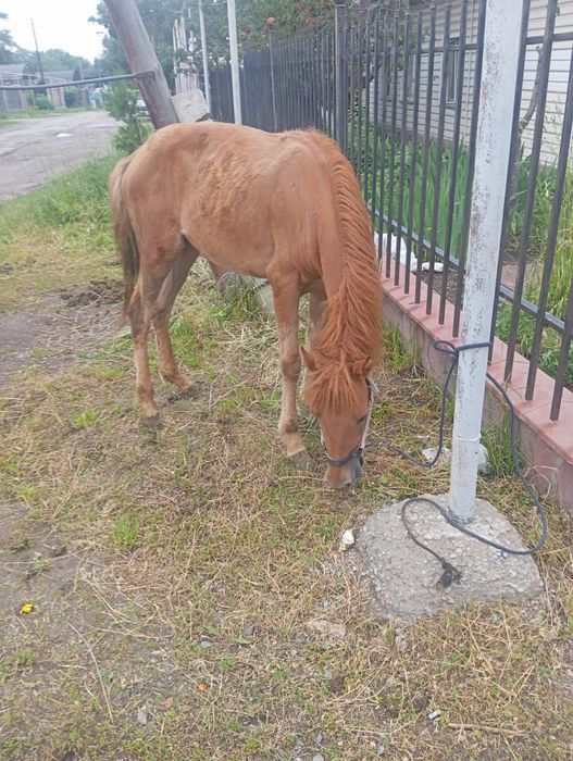 Продам жеребёнка кабылку
