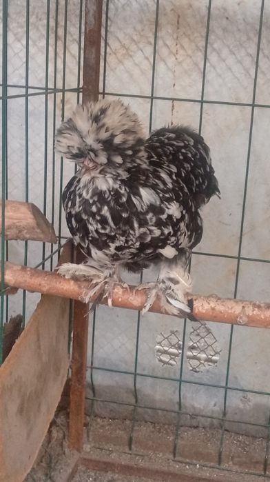 Yapon tovuq tuxumlariga zakas olamiz. Narxi 5 mingdan.