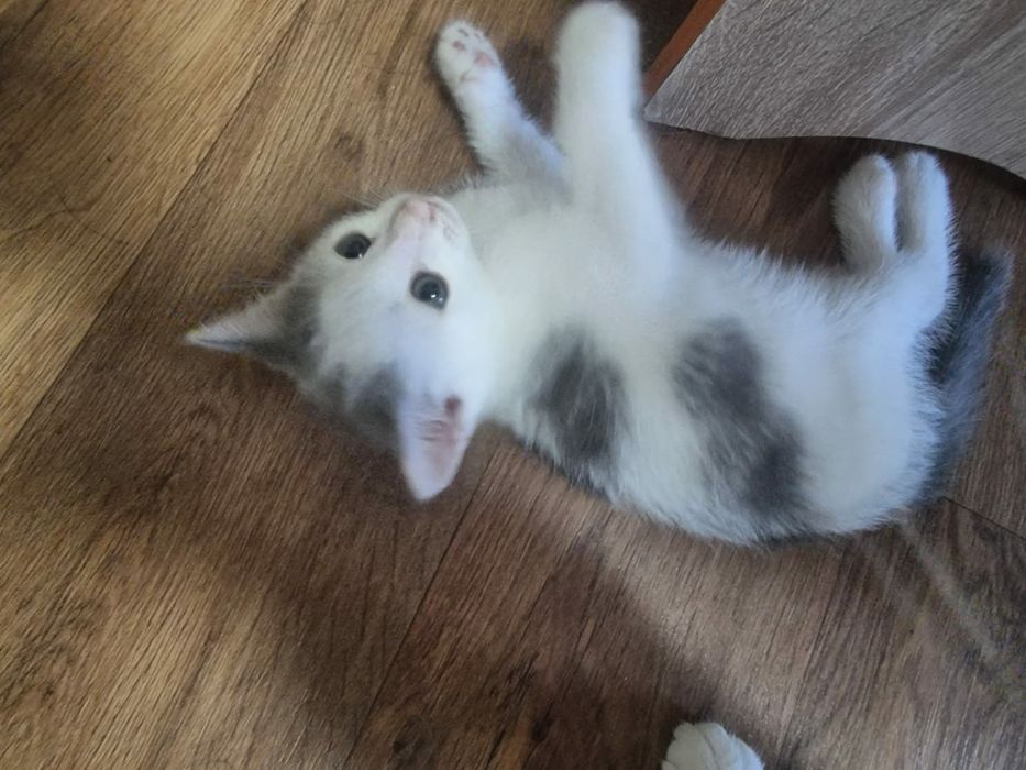 Котёнок в хорошие,  добрые руки